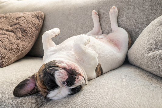L'art de la sieste : 14 heures de sommeil, ce n'est pas de la paresse !