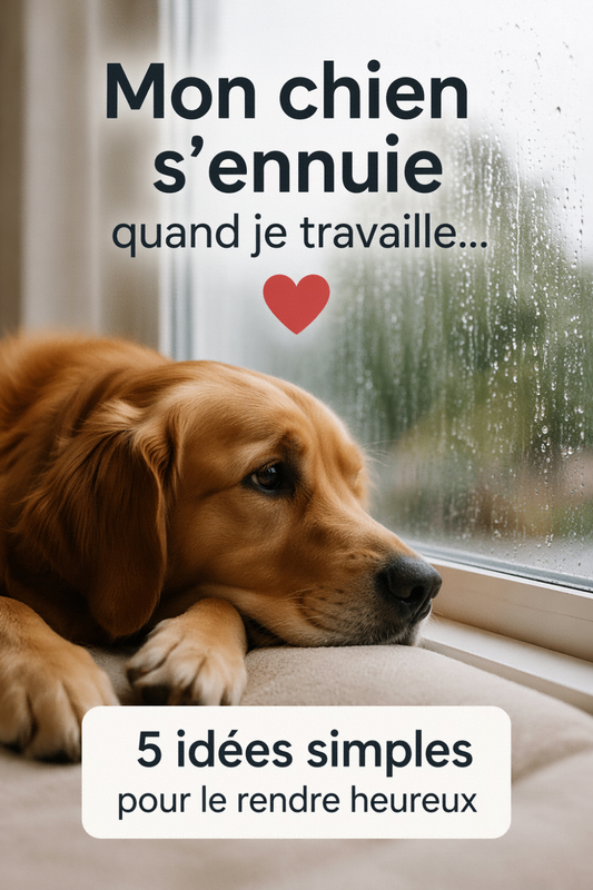 Mon chien s'ennuie quand je travaille : 5 idées simples pour le rendre heureux