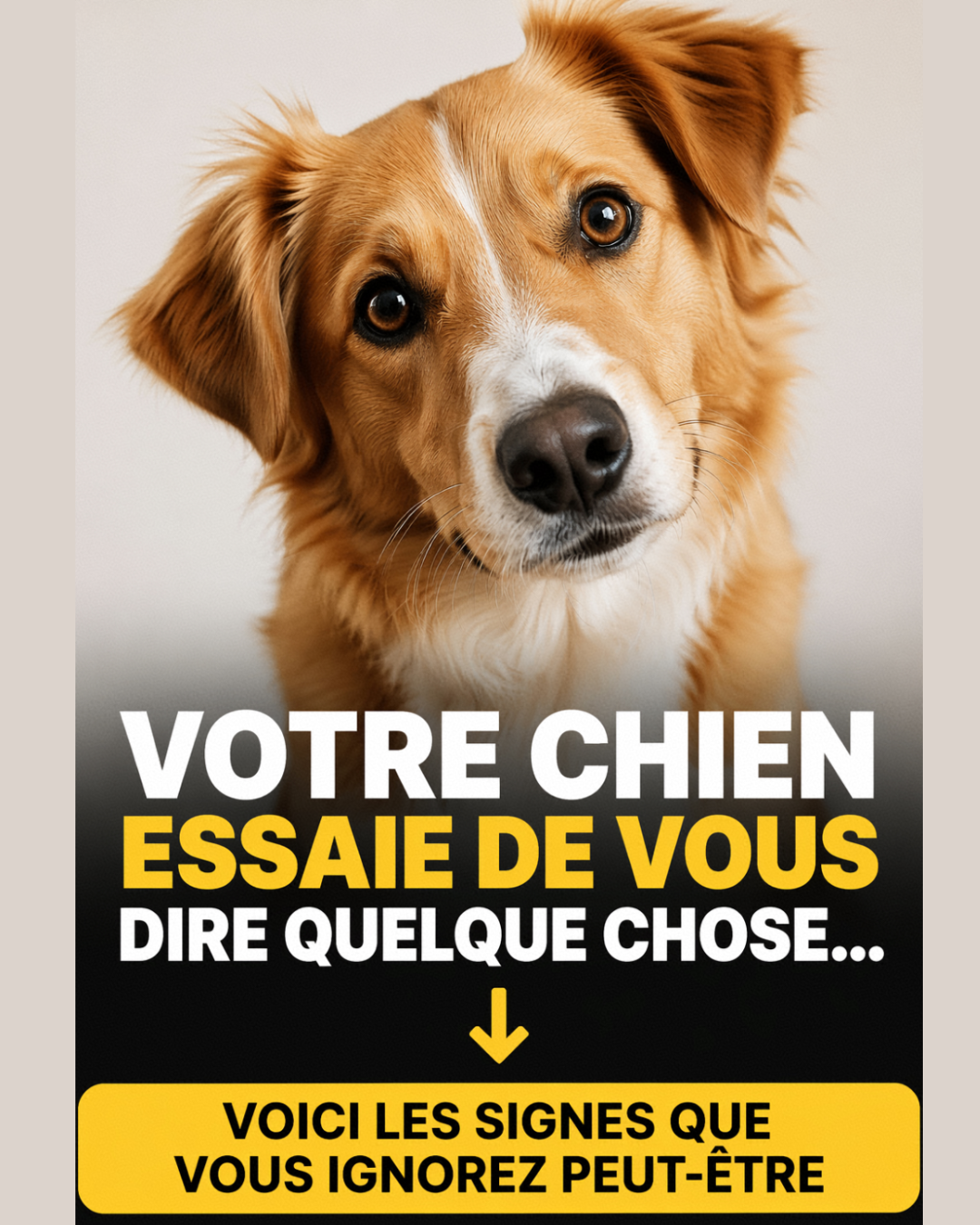 Les signes que votre chien essaie de communiquer avec vous (et que vous ignorez peut-être)