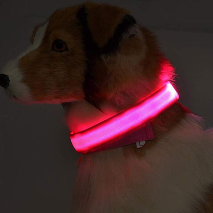 Collier Lumineux LED Haute Visibilité - Édition Rechargeable USB