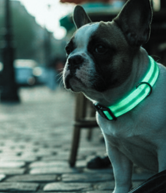 Collier Lumineux LED Haute Visibilité - Édition Rechargeable USB