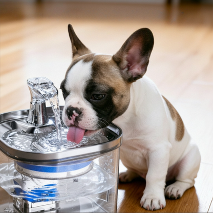 La Fontaine de Rocky – Parce que ton animal mérite mieux qu'un bol qui traîne 💧🐾
