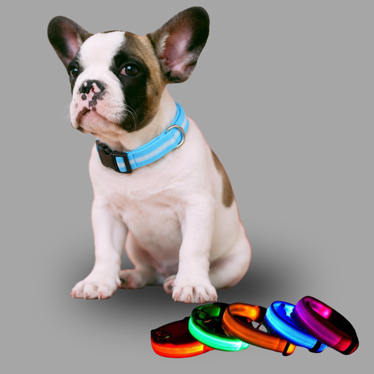 Collier Lumineux LED Haute Visibilité - Édition Rechargeable USB