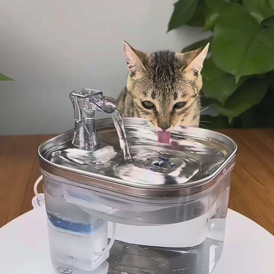vidéo Chat buvant dans la fontaine à eau rockylaidbeau