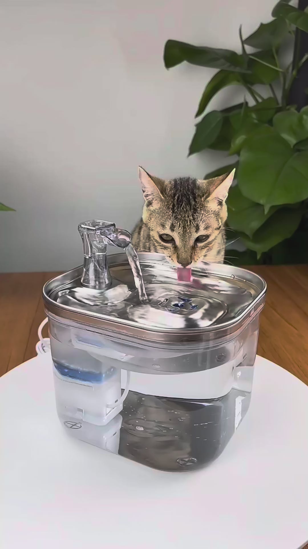 vidéo Chat buvant dans la fontaine à eau rockylaidbeau
