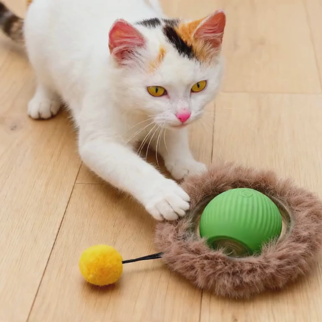 Vidéo chat qui joue avec la balle souris verte