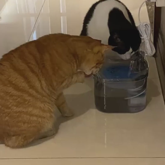  chat vidéo fontaine à eau rockylaidbeau