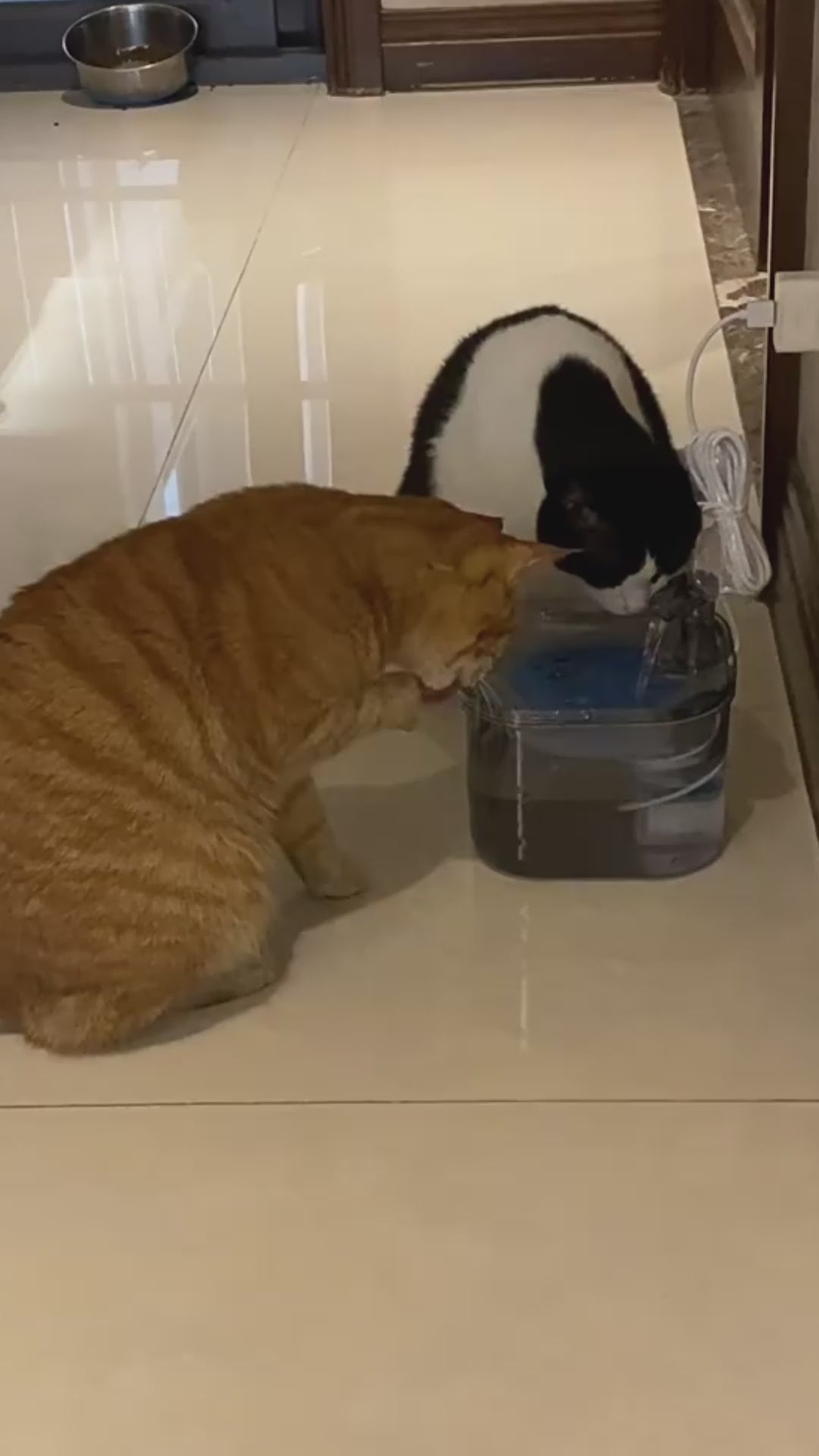  chat vidéo fontaine à eau rockylaidbeau